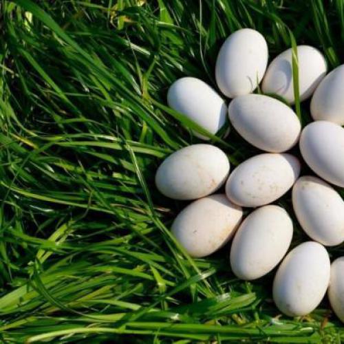 鹅蛋厂家 鹅蛋批发 精品推荐 放心吃的鹅蛋 批发鹅蛋