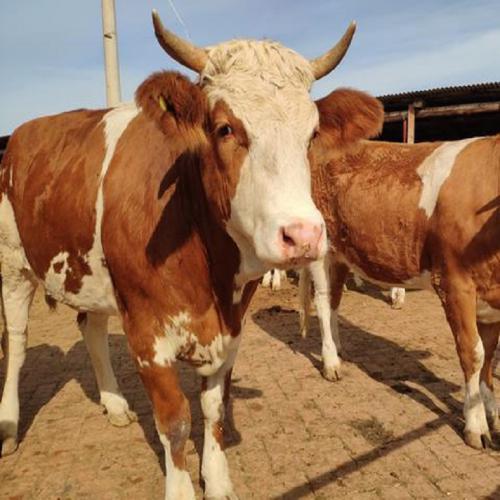 西门塔尔牛繁殖母牛价格 西门塔尔怀孕母牛价格