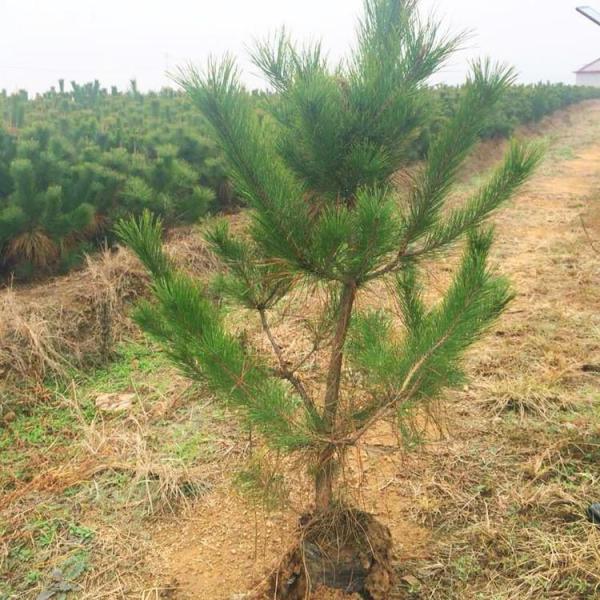 基地发货油松苗木 油松出售价格 油松树苗批量销售