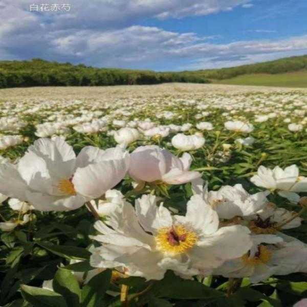 白花赤芍二年种苗，赤芍、白花赤芍种子