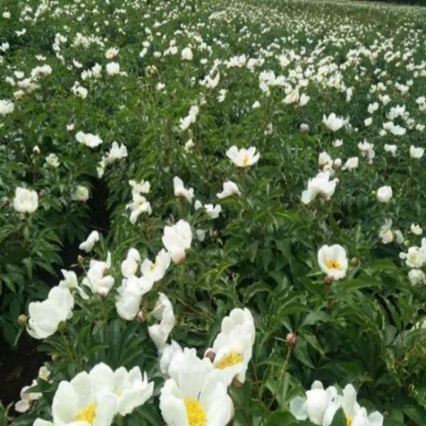 白花赤芍二年种苗，赤芍、白花赤芍种子