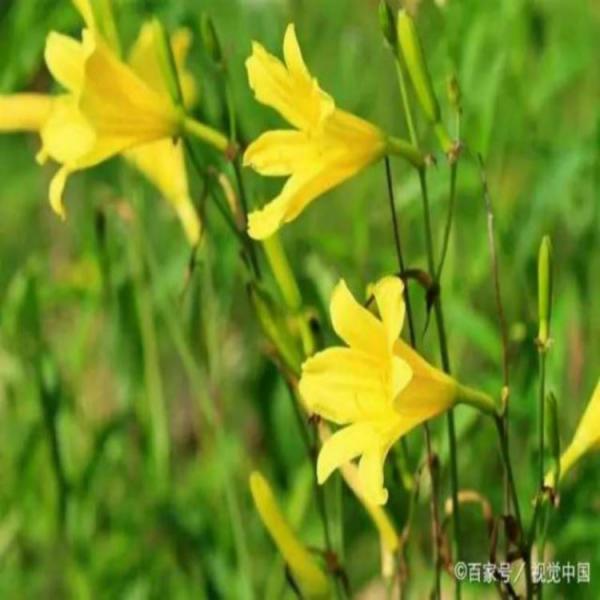 黄花菜一年种苗