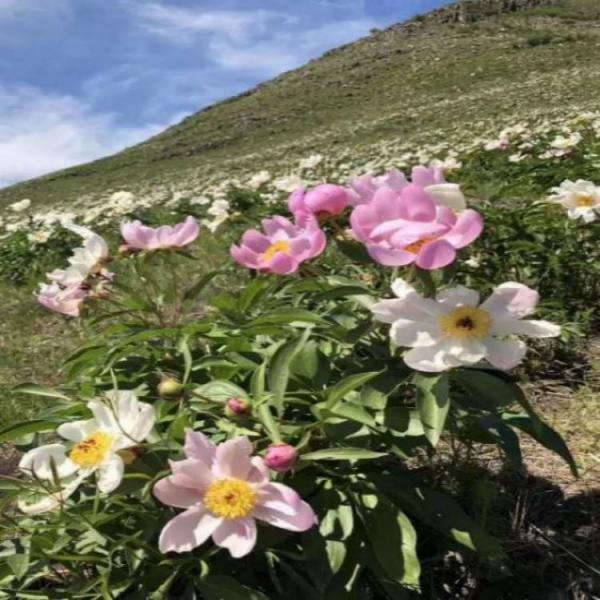 京赤芍种子、赤芍