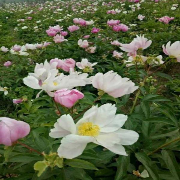 京赤芍种子、赤芍