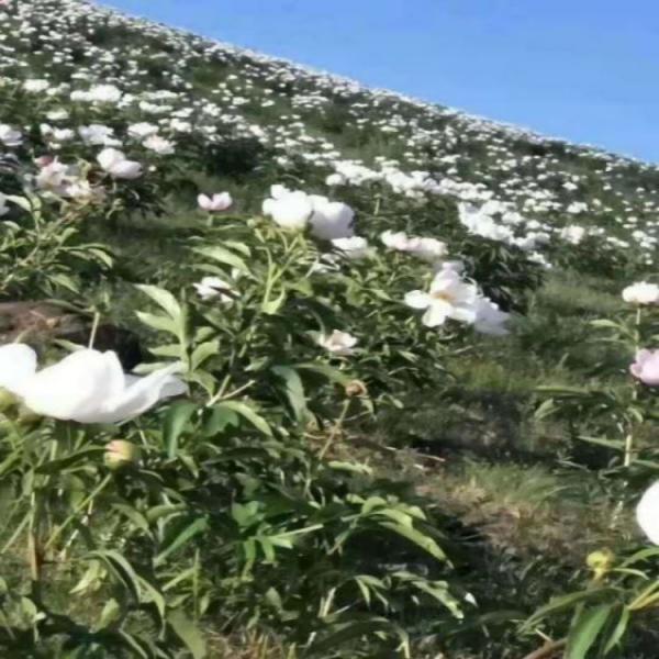 白花赤芍一年株苗、赤芍