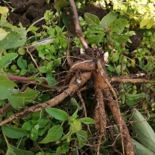 内蒙古地产白花单片赤芍种苗、赤峰赤芍苗（白花单片）批发价格电联