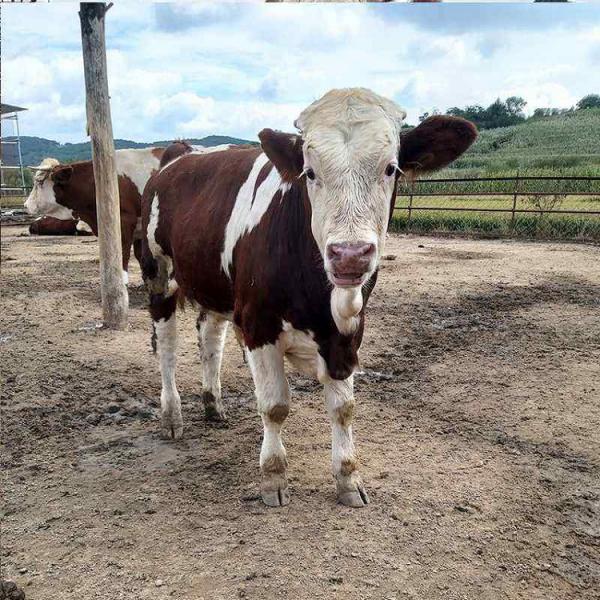 纯种西门塔尔犊牛价格 直供批发西门塔尔小牛犊 西门塔尔肉牛