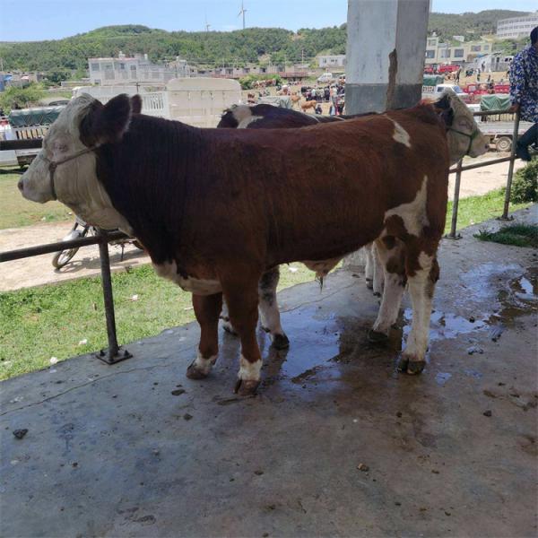 西门塔尔牛种公牛 西门塔尔牛毛重价格 成年散养西门塔尔牛种公牛 好养易活
