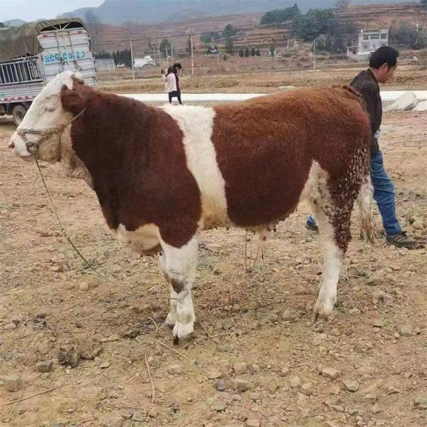 西门塔尔牛种公牛 西门塔尔牛毛重价格 成年散养西门塔尔牛种公牛 好养易活
