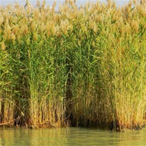 鸿鋆泰 高营养家畜家禽芦苇草颗粒 植物性饲料颗粒全价料