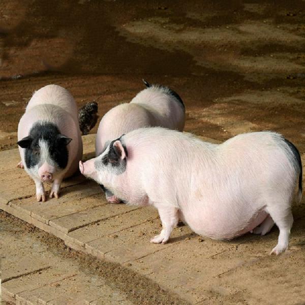 巴马香猪养殖厂