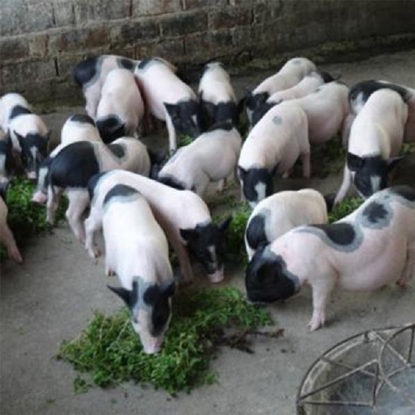 巴马香猪养殖厂