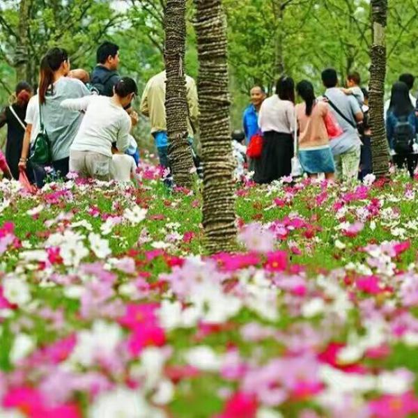 波斯菊种子，波斯菊种子价格，赤峰波斯菊种子批发，